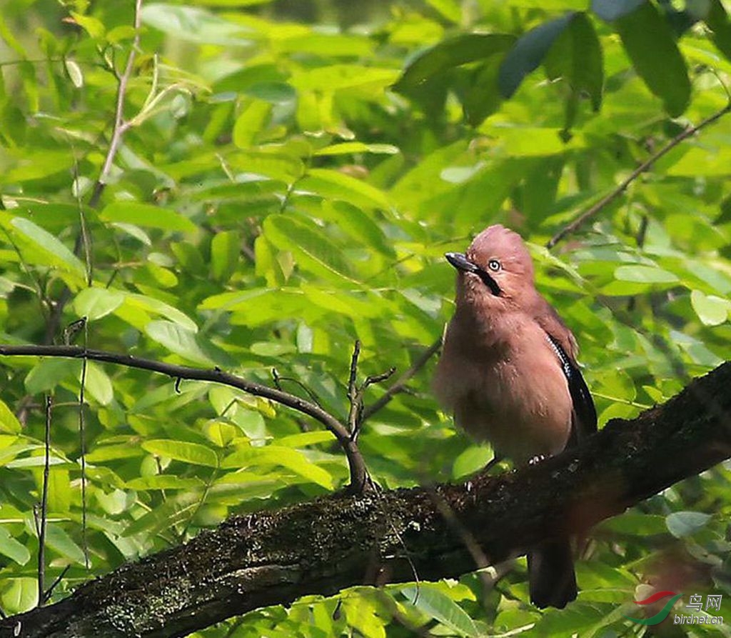 松鸦(山和尚) - 黑龙江版 heilongjiang 鸟网