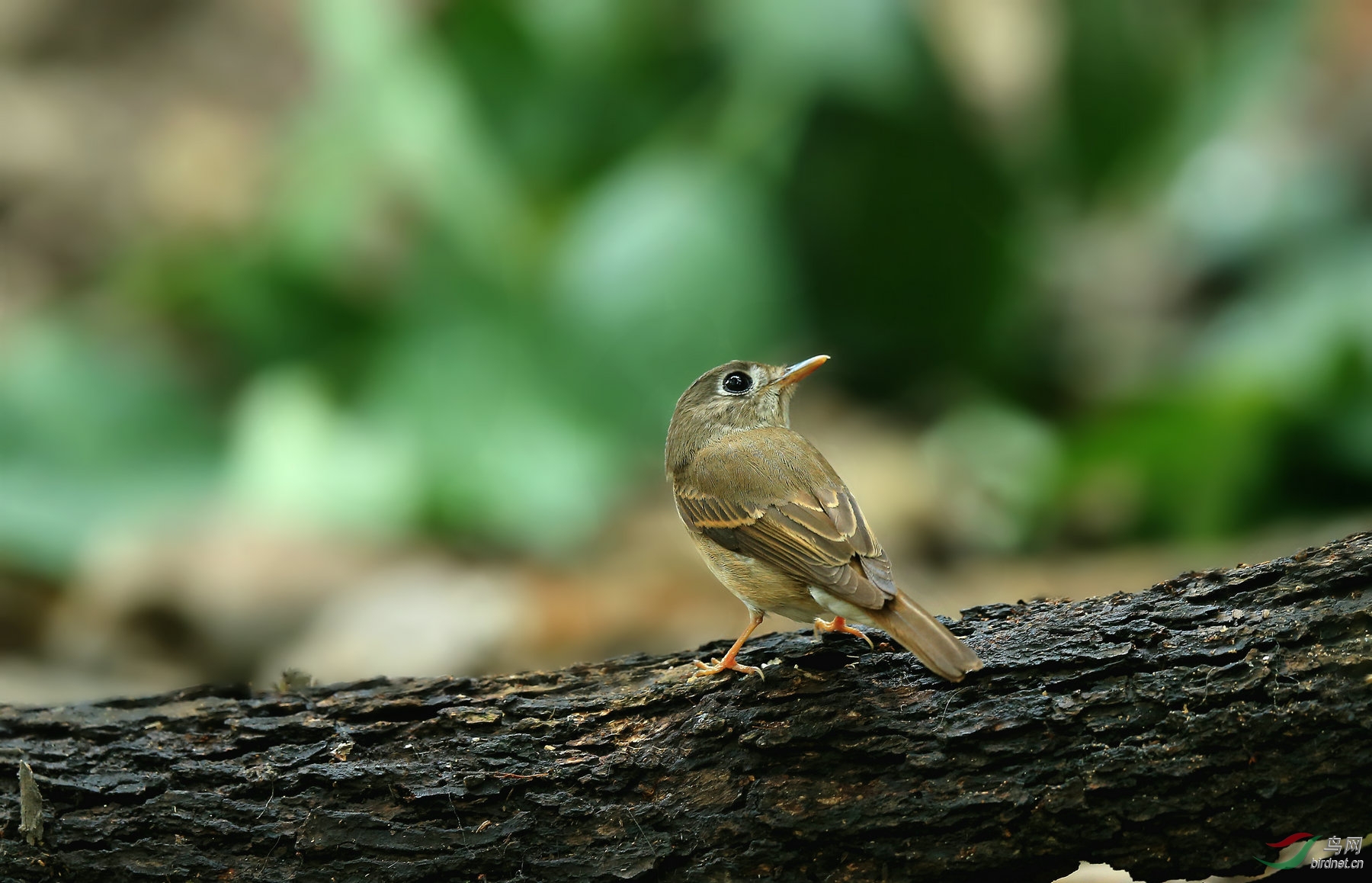 大眼妹妹,褐胸鹟.