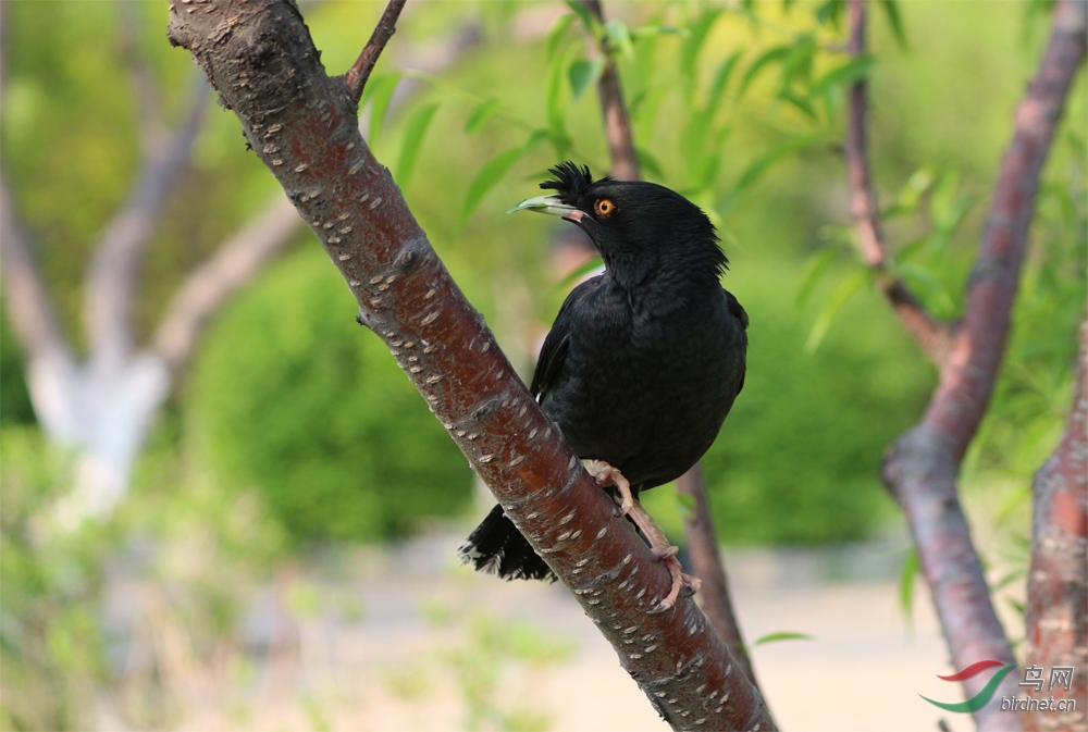 黑精靈(野八哥 ) - 鳴禽和攀禽 鳥網