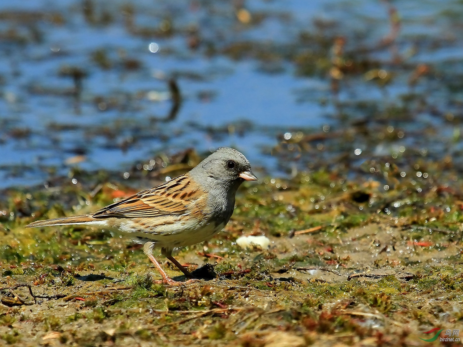 莲石湖的灰头鹀