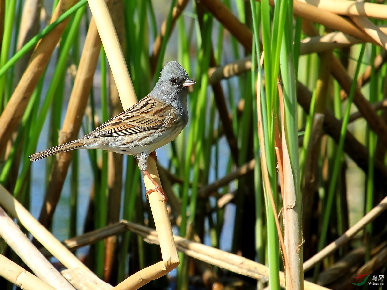 莲石湖的灰头鹀