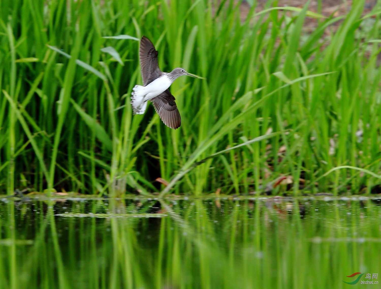 and essays section 69 观鸟拍鸟之旅 bird trip reports 69 白腰