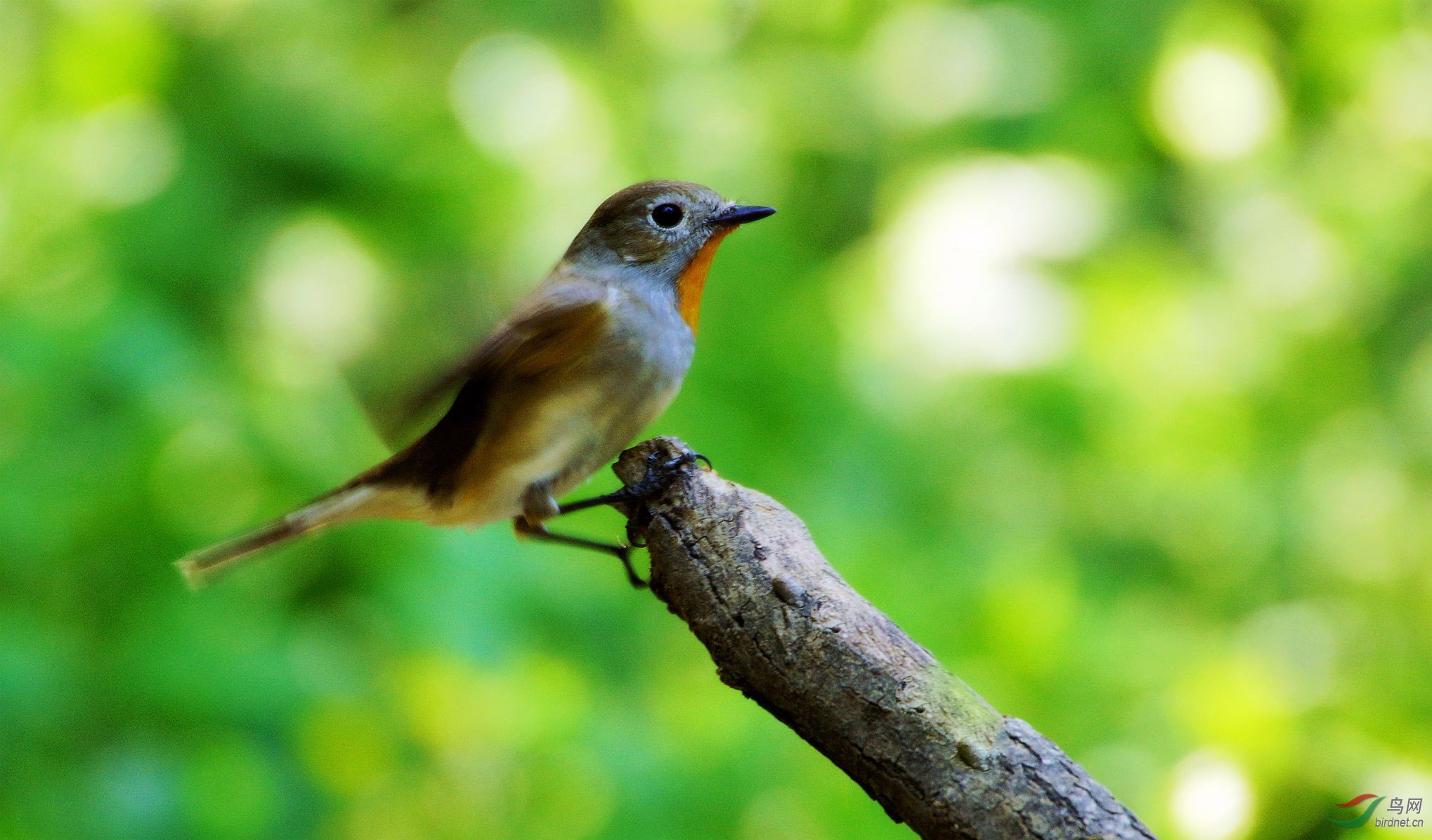 红喉姬鹟(天坛公园)