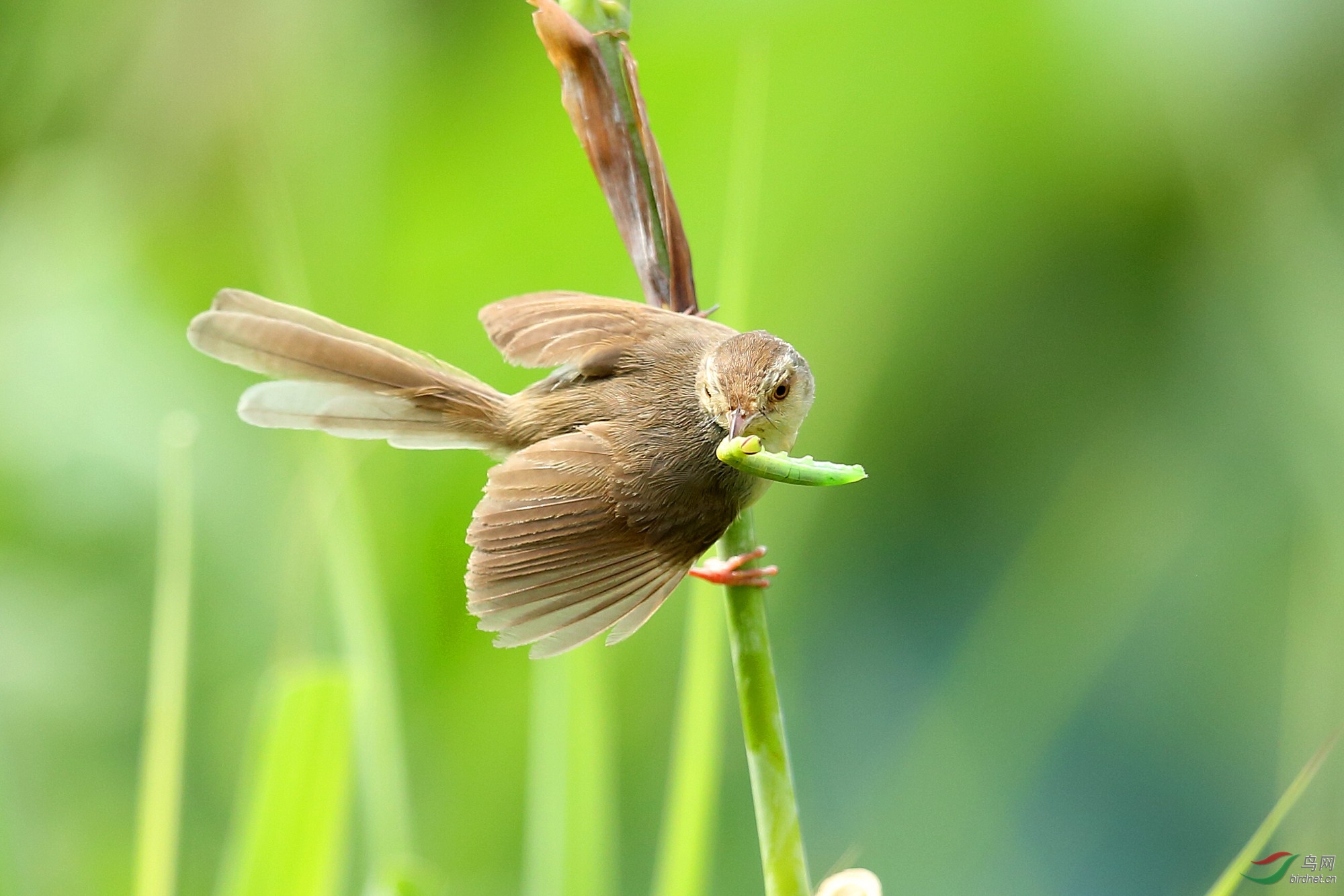 草尖上的褐头鹪莺