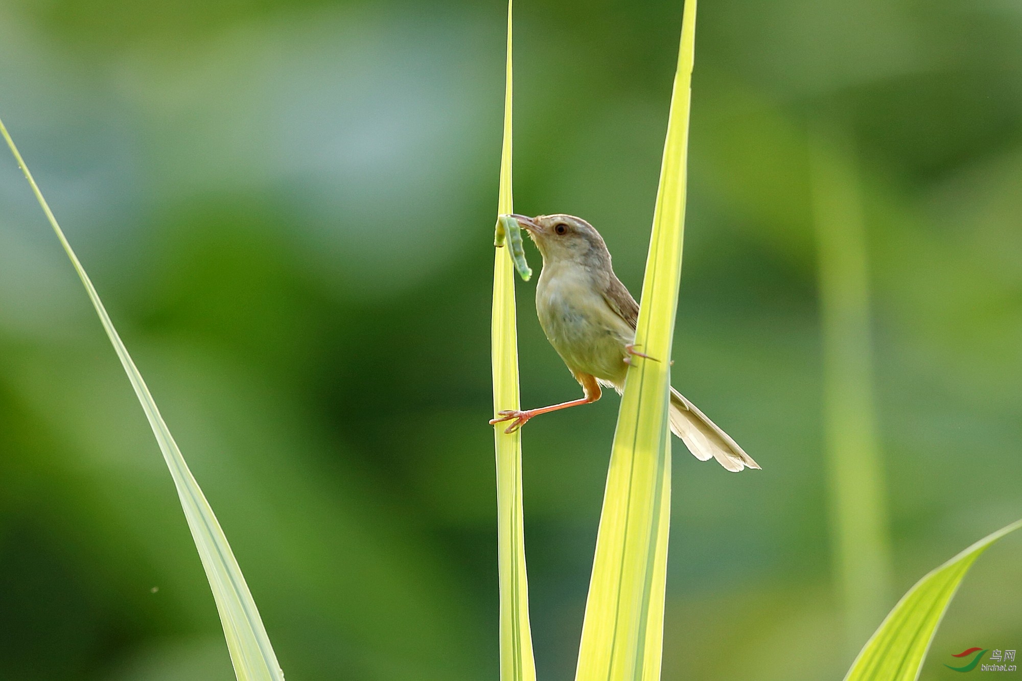 草尖上的褐头鹪莺