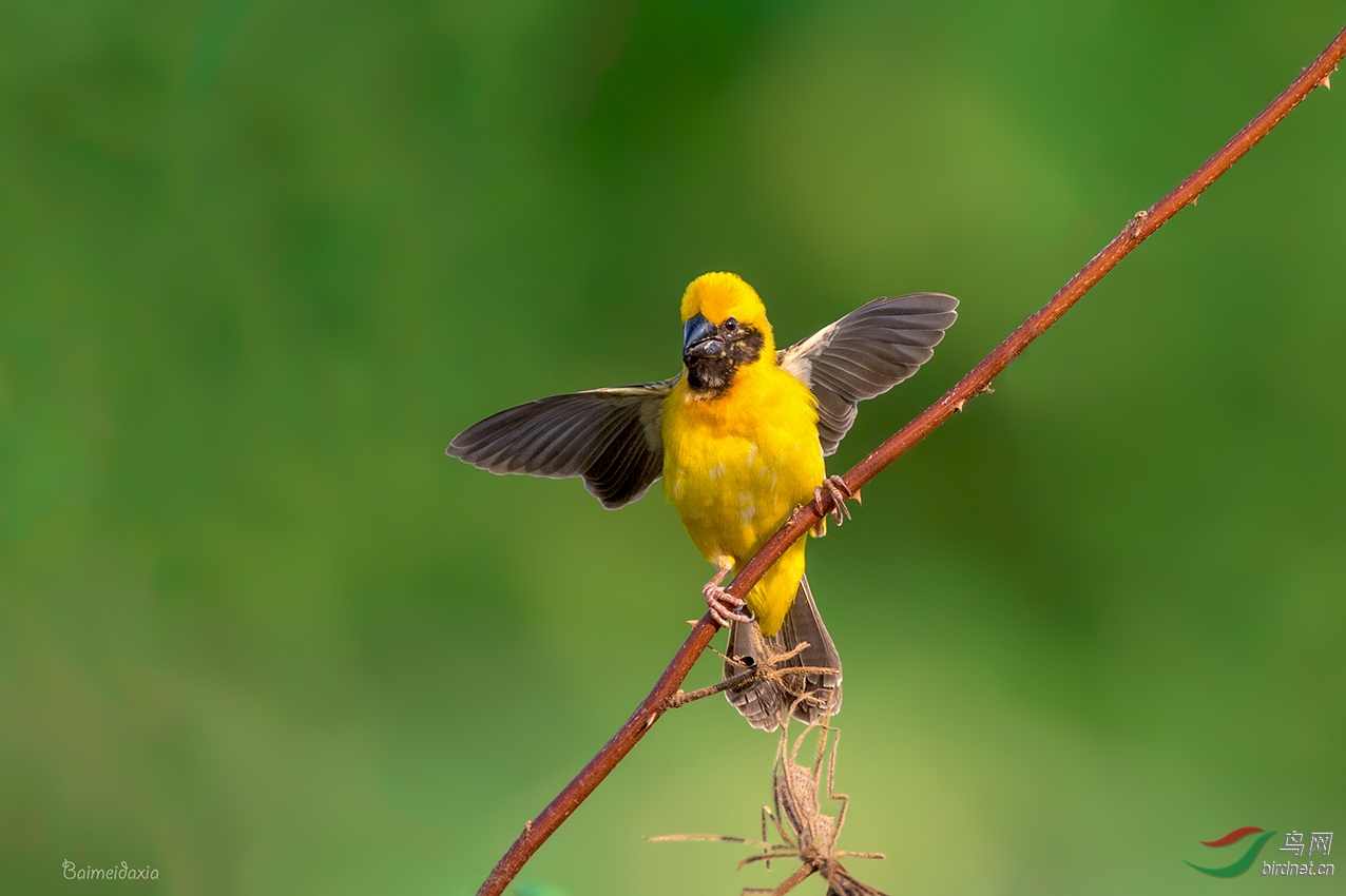 (黑喉织雀)~~~~~~织布鸟