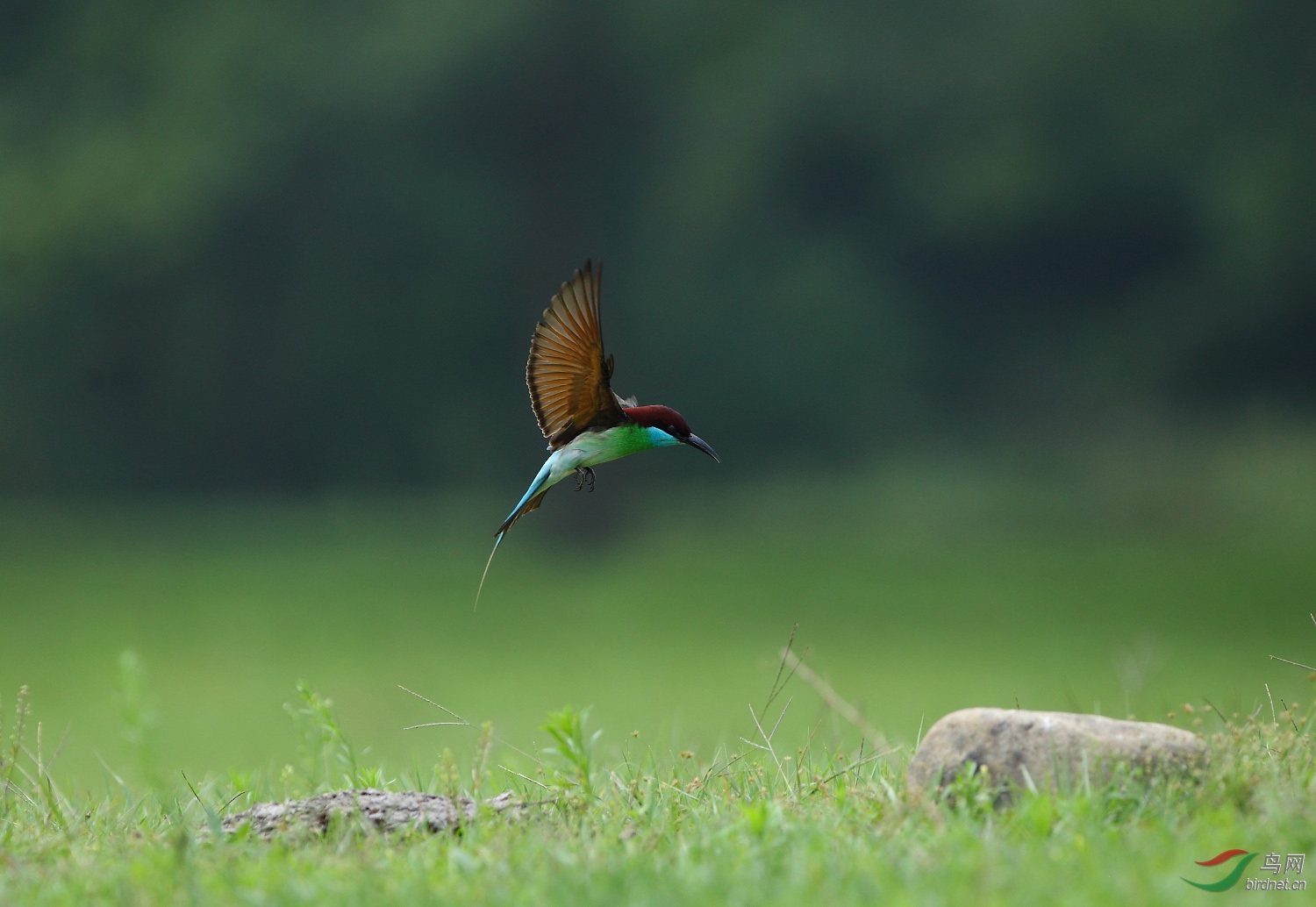 "飞虎队" - 江苏版 jiangsu 鸟网
