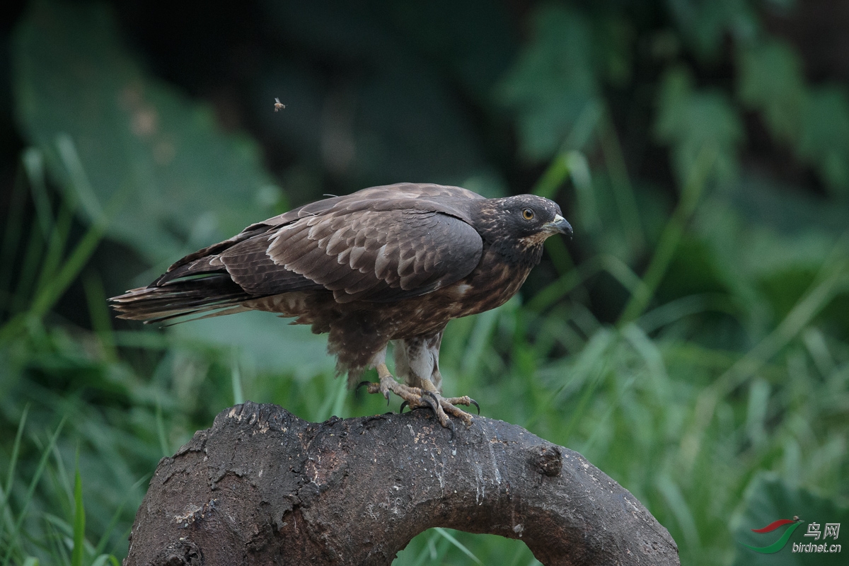 蜂鹰凤头蜂鹰honeybuzzard