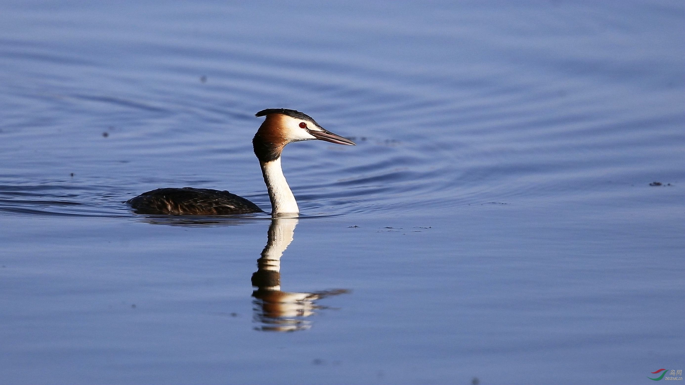 凤头䴙䴘——祝贺成都齐齐老师荣任林鸟版版主!