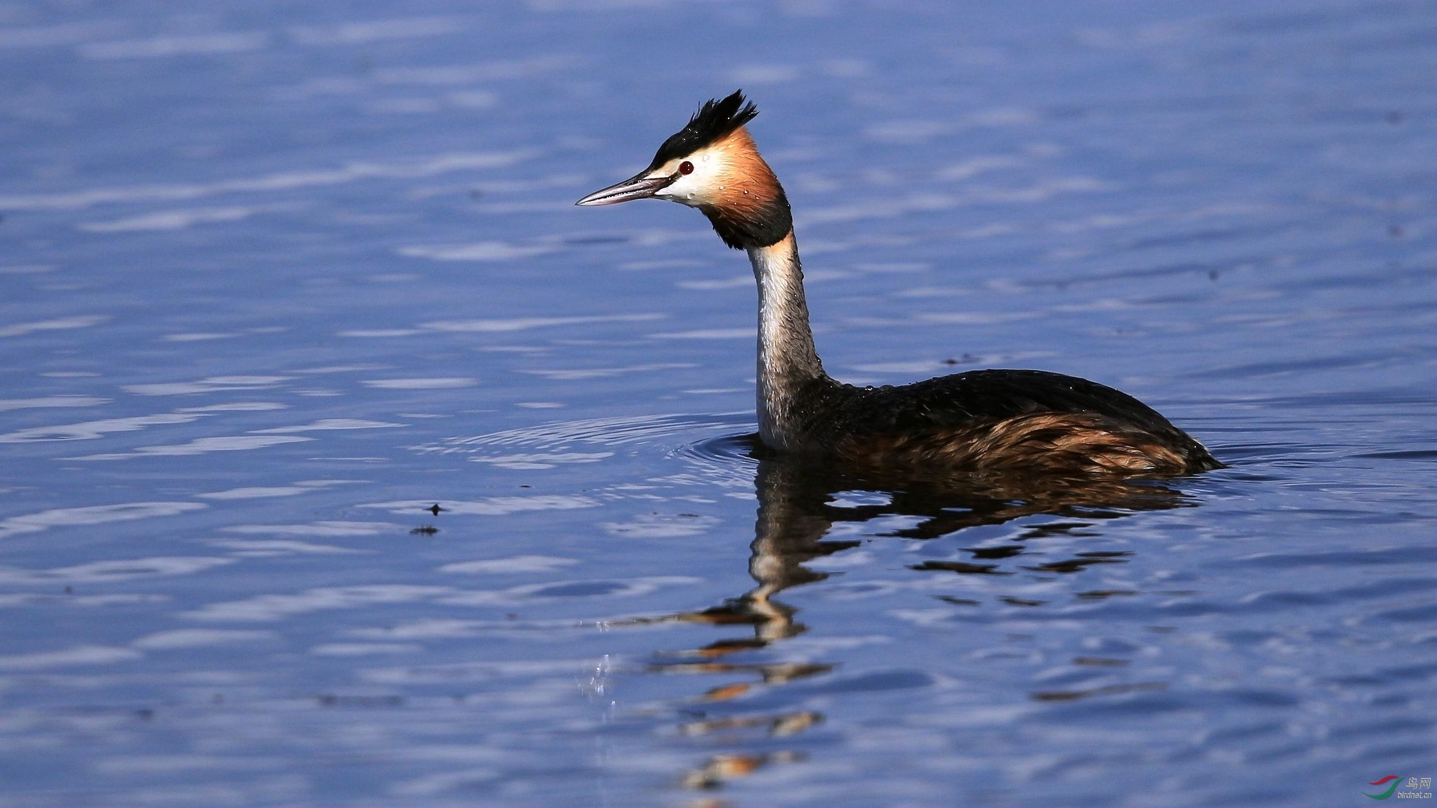 凤头䴙䴘——祝贺成都齐齐老师荣任林鸟版版主!