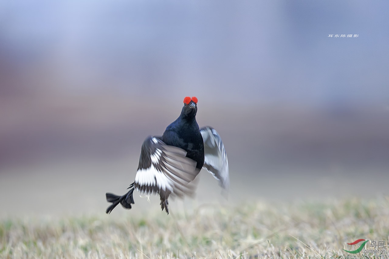 黑琴鸡的飞姿 (4)