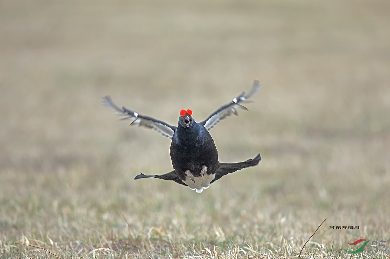 黑琴鸡的飞姿 (4)