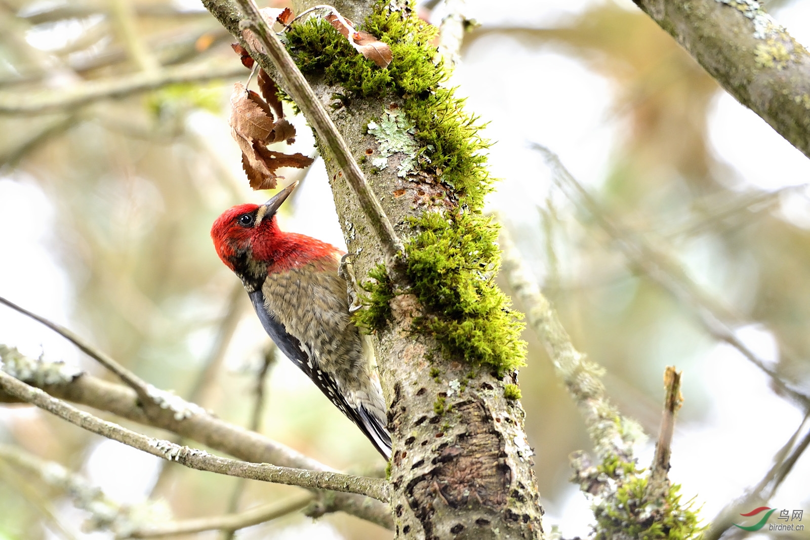 红胸吸汁啄木鸟
