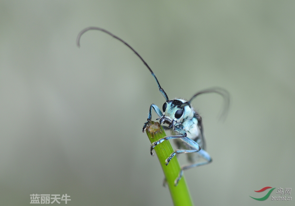 蓝丽天牛