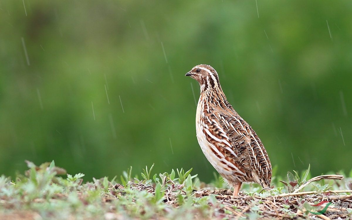 (日本鹌鹑)日本鹌鹑