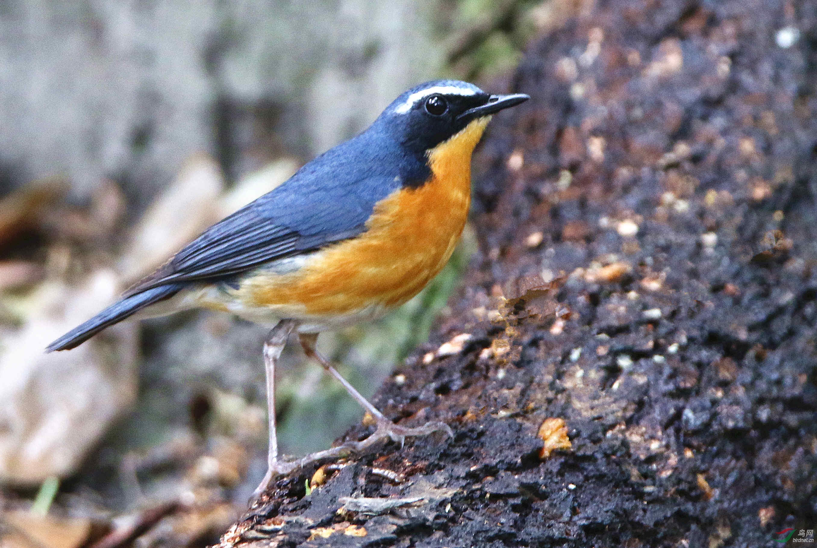 一组迟发的栗腹歌鸲