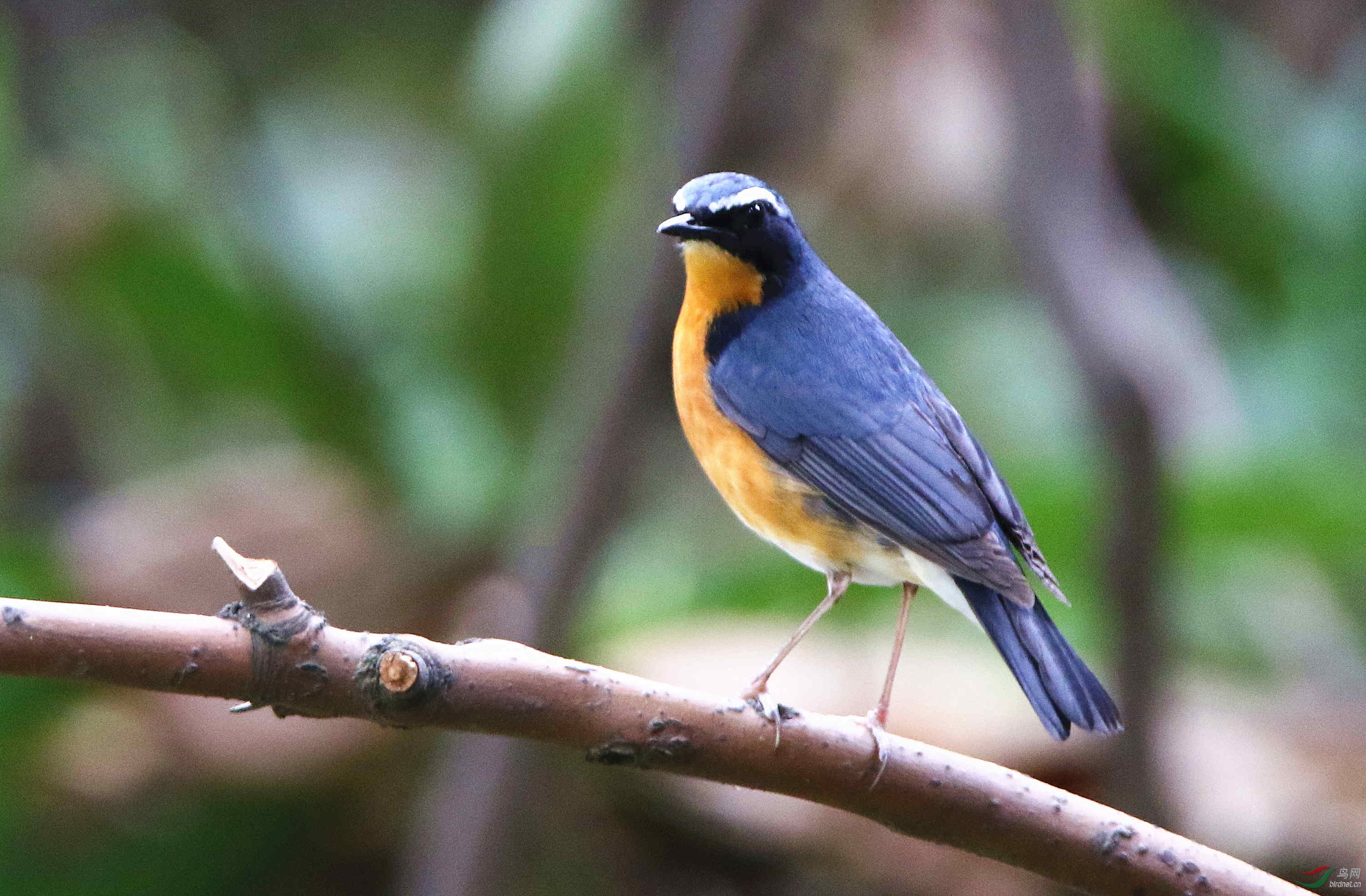 一组迟发的栗腹歌鸲