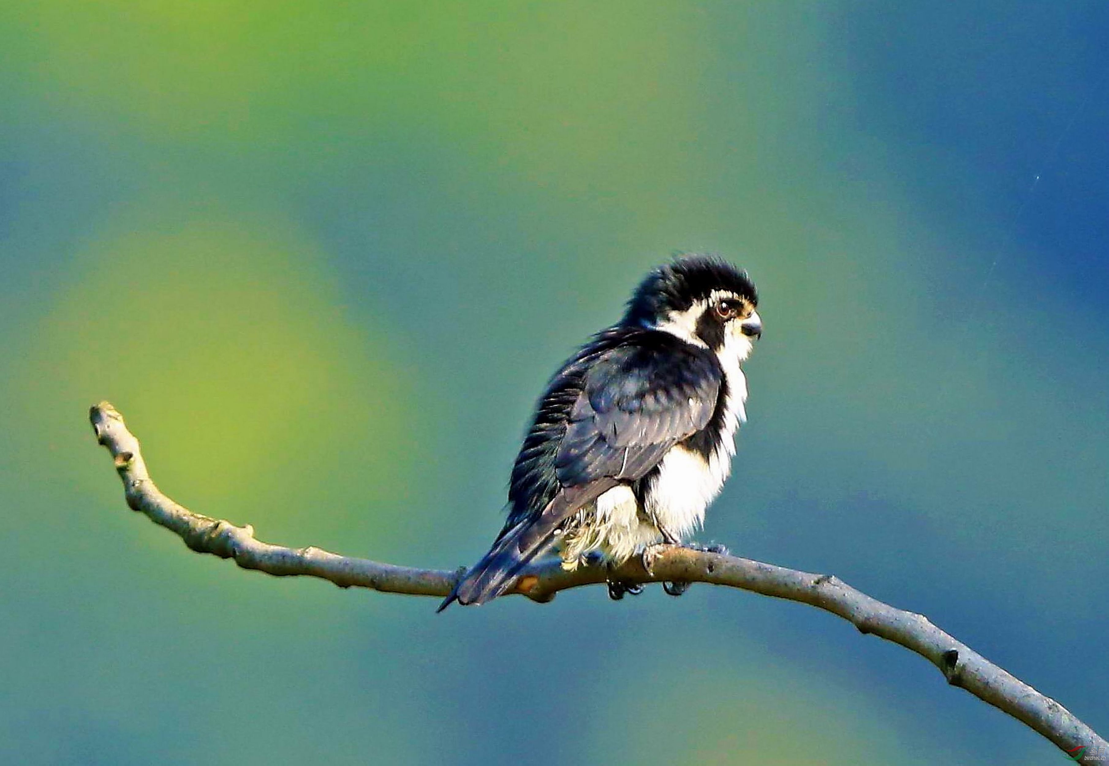 江西婺源白腿小隼