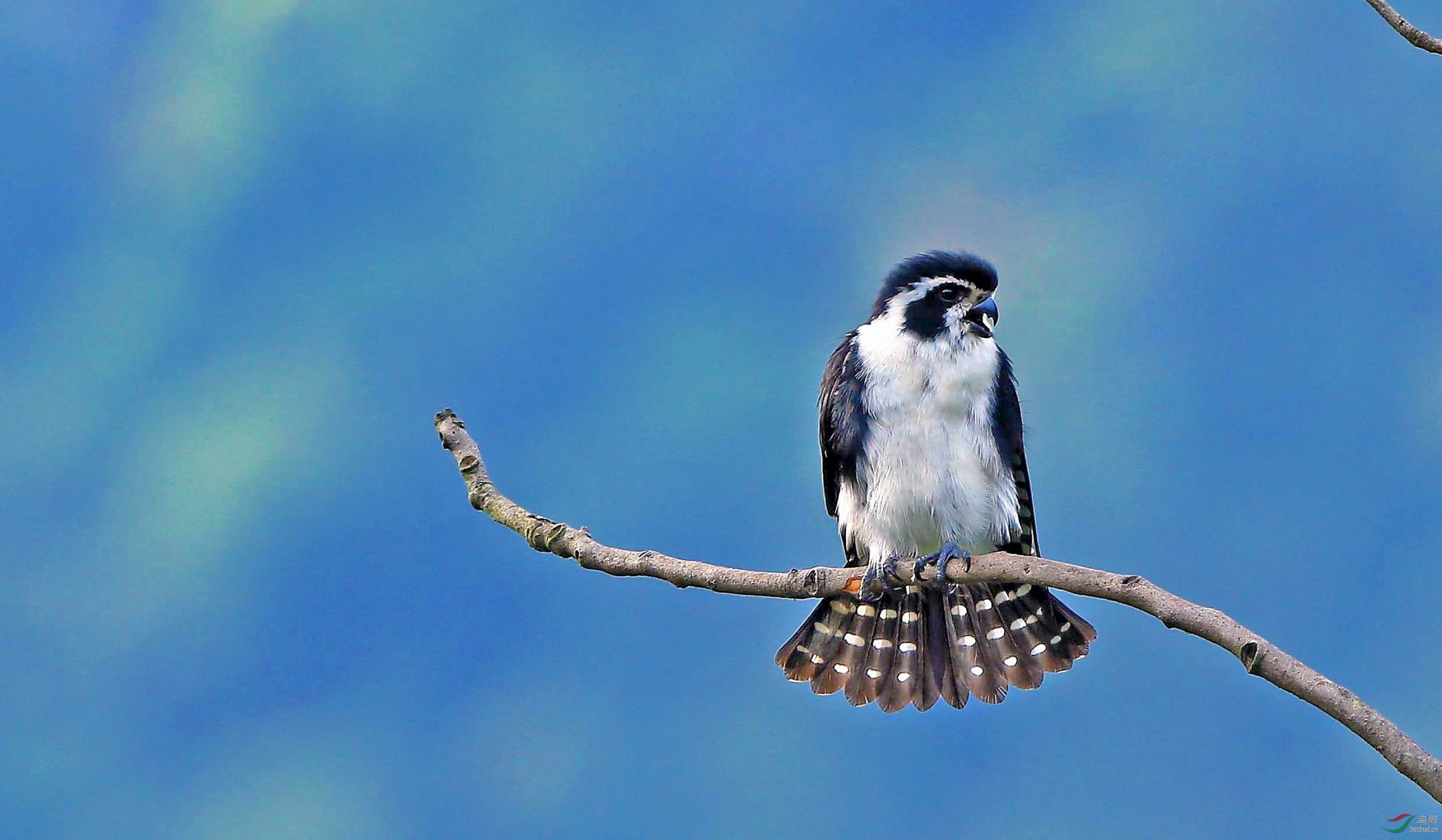 江西婺源白腿小隼