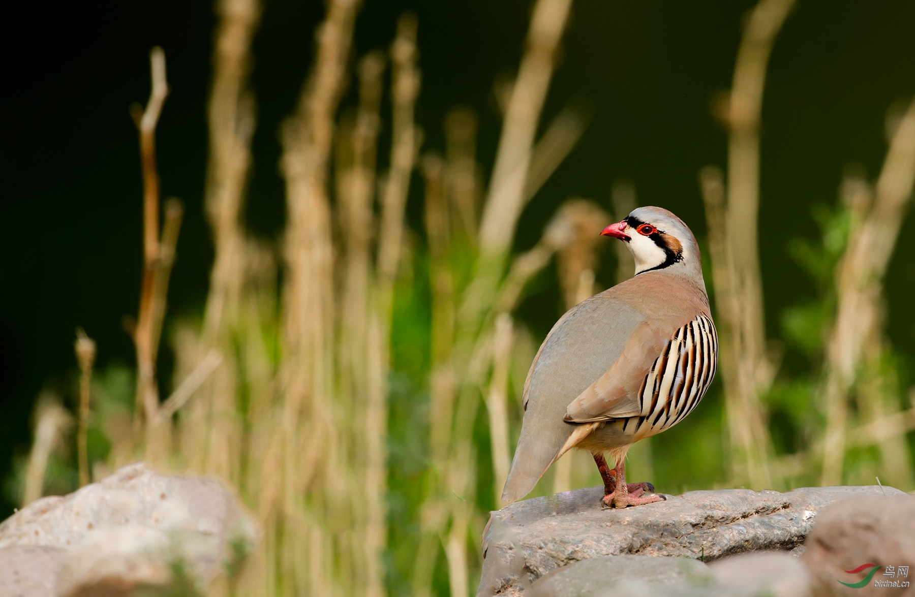周三白河湾拍石鸡品像很好只见到一只鸡