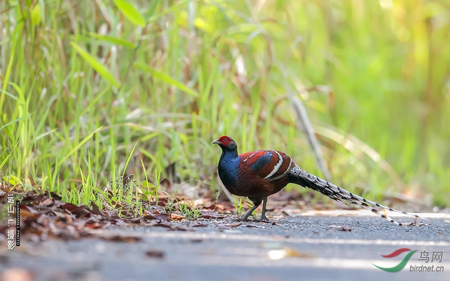 黑颈长尾雉黑颈长尾雉