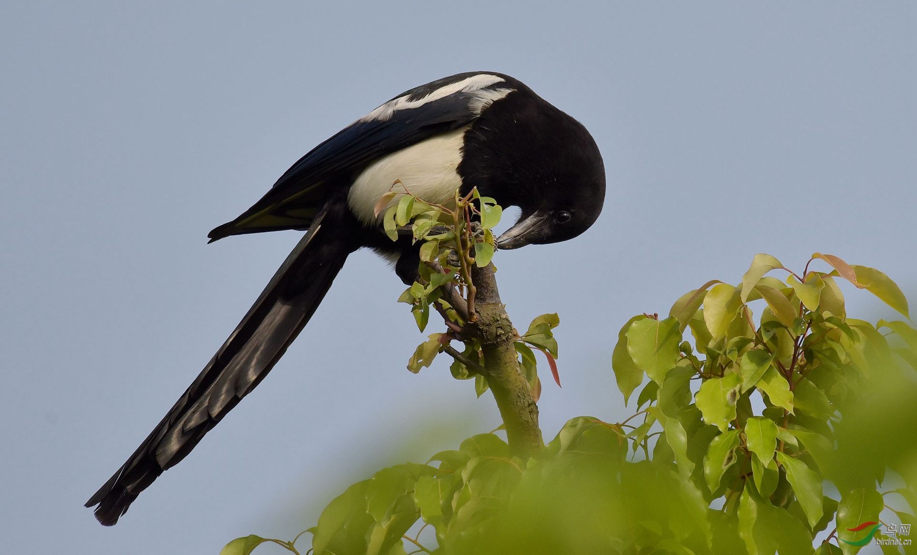 今天拍摄的喜鹊