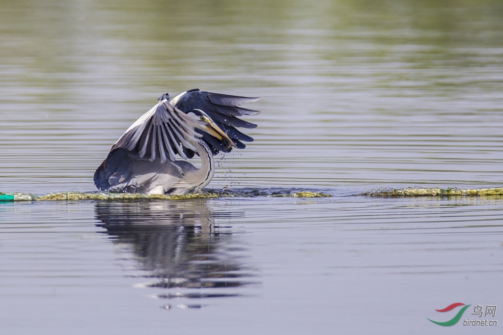 夜鹭钓鱼 - 观鸟拍鸟之旅 bird trip reports 鸟网