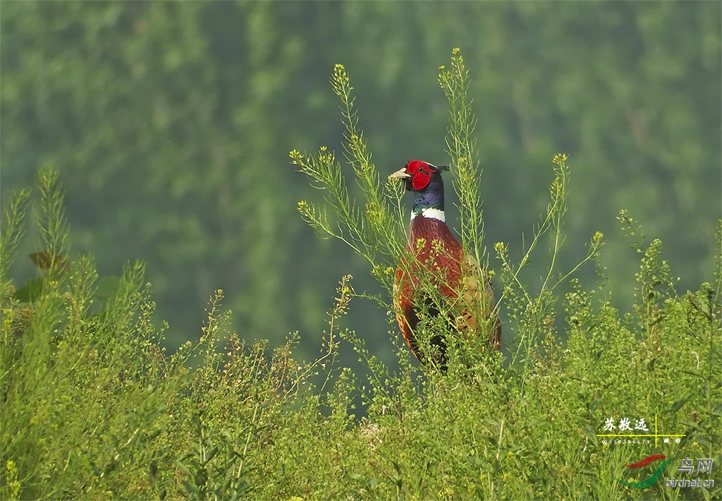 DSCF2848СС.jpg