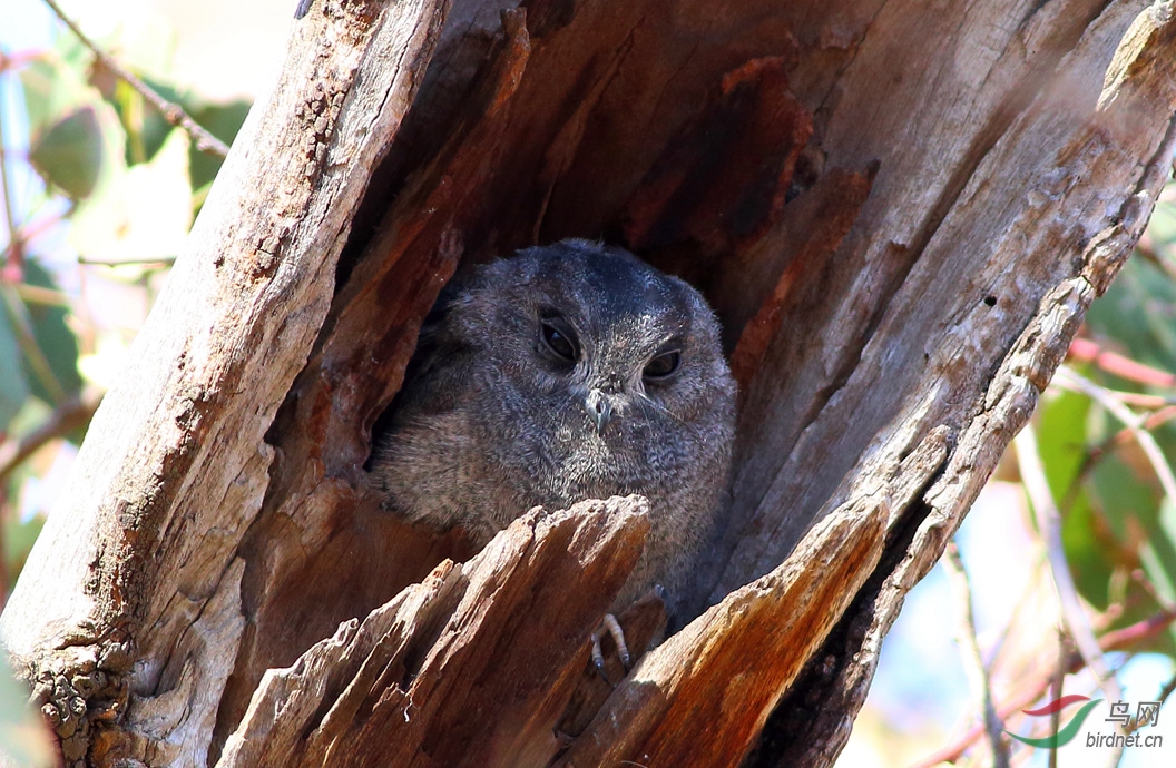 Y-au owlet nightjar2_����.jpg