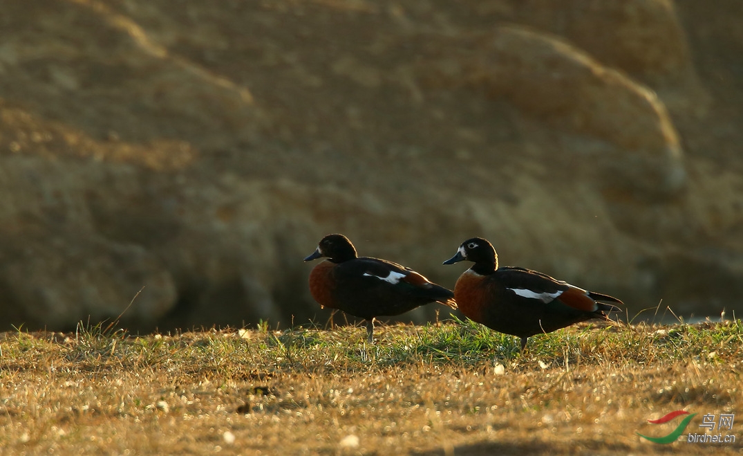 Y-au shelduck_���˺�_����.jpg