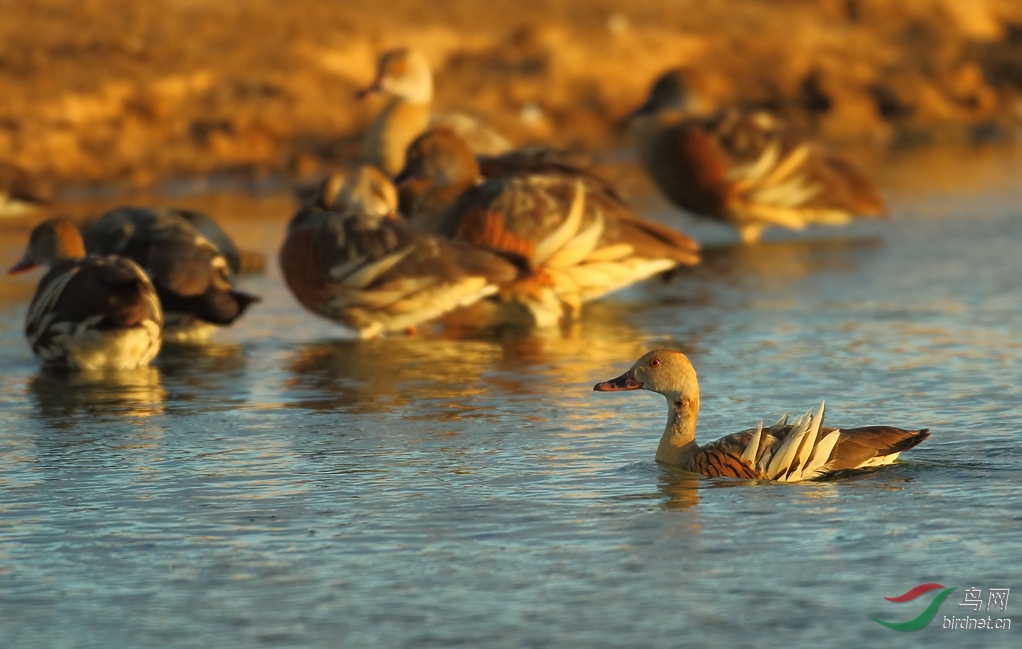 Y-plumed whistling duck1_���˺�_����.jpg