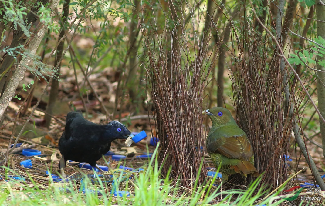 Y-satin bowerbird_���˺�_����.jpg