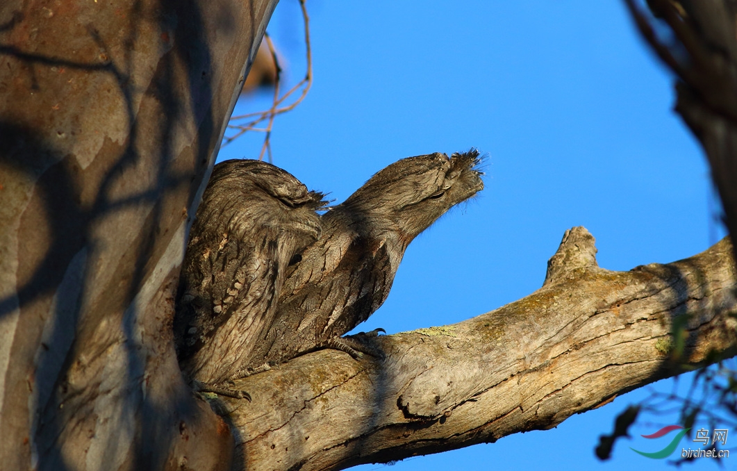 Y-tawny frogmouth_����.jpg