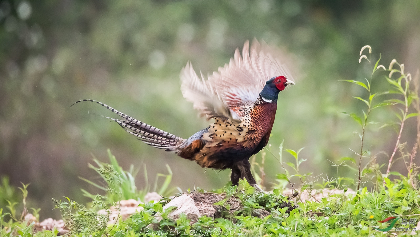 雄雉鸡(终极版)