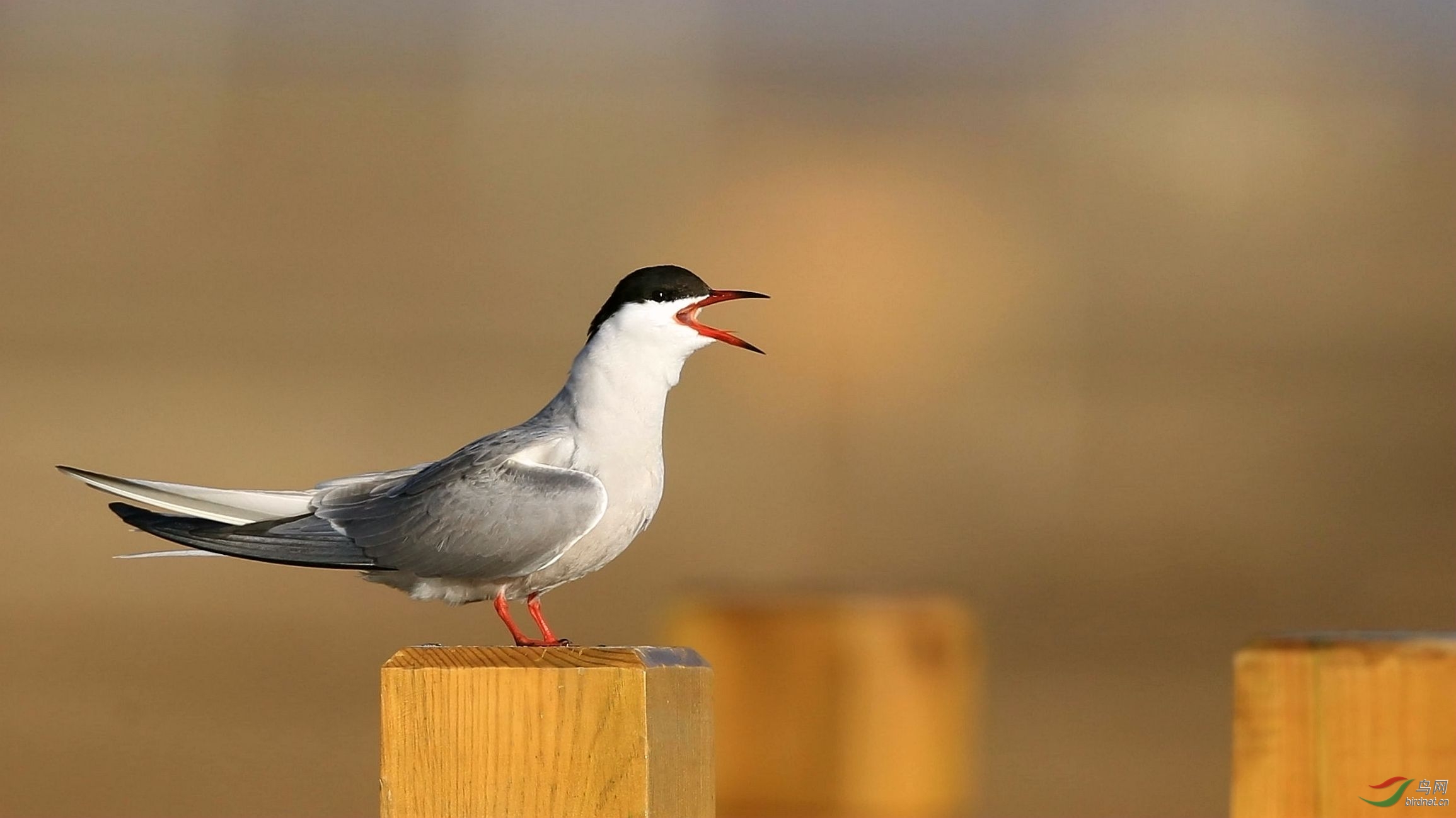 普通燕鸥——祝朋友们周末快乐!