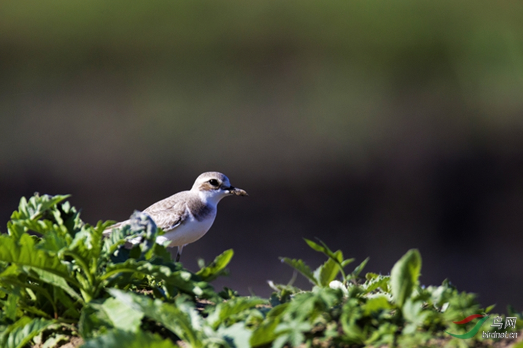 铁嘴沙鹬——向川版的朋友学习问好!