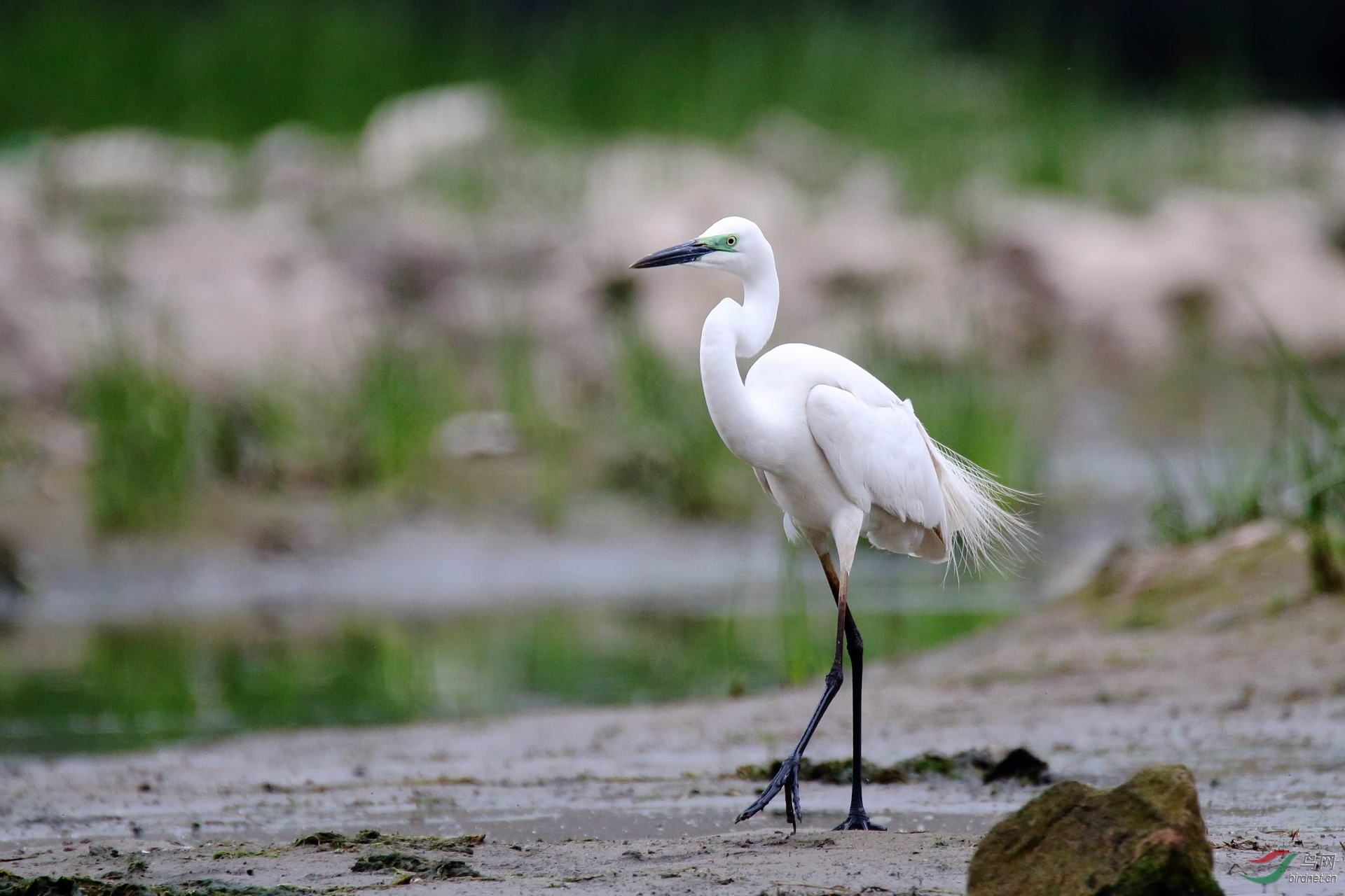 亭亭玉立风度翩翩的大白鹭(点击看大图)