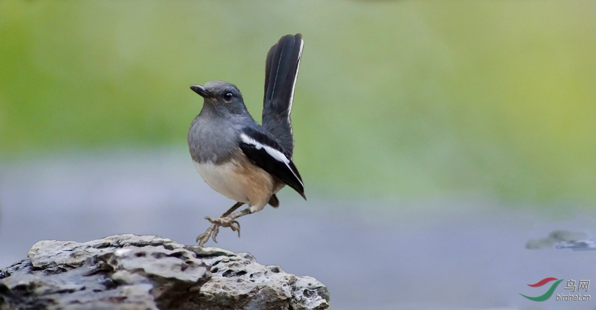 鹊鸲【雌】---3p