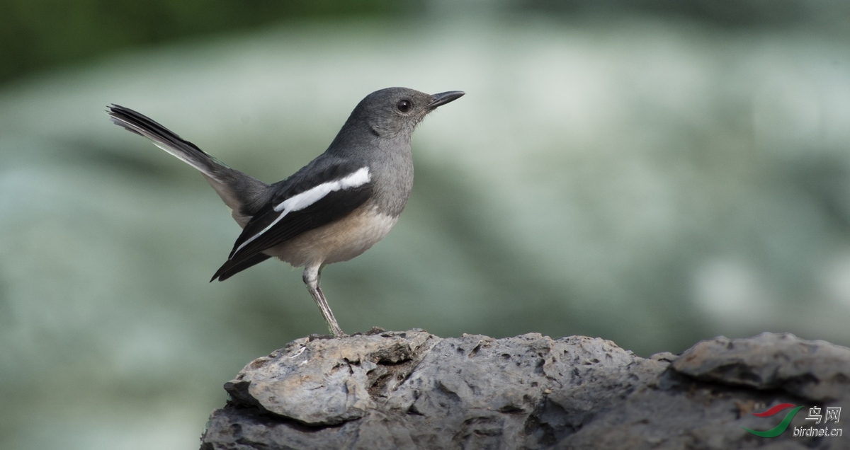 鹊鸲【雌】---3p