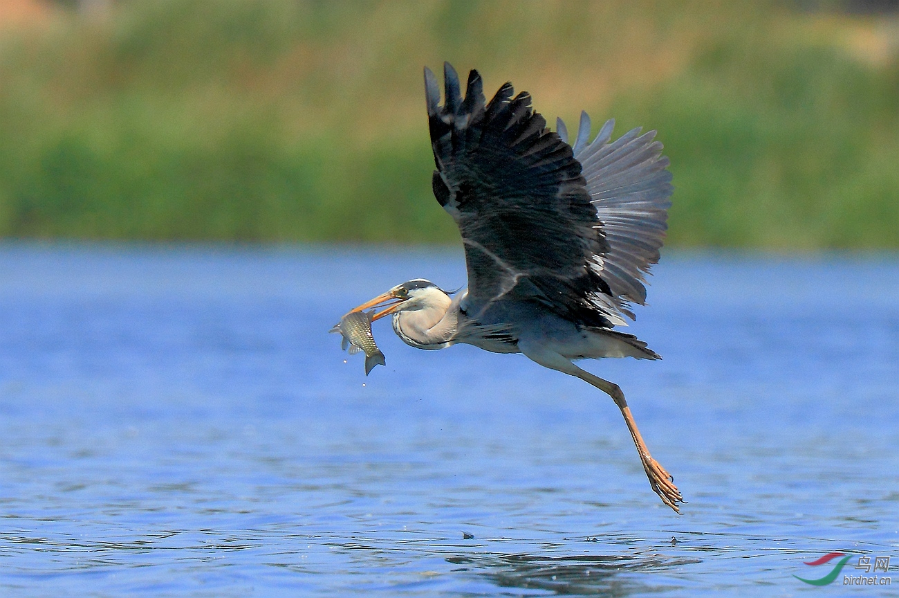 苍鹭抓鱼 · 节日快乐! - 观鸟拍鸟之旅 bird trip reports 鸟网