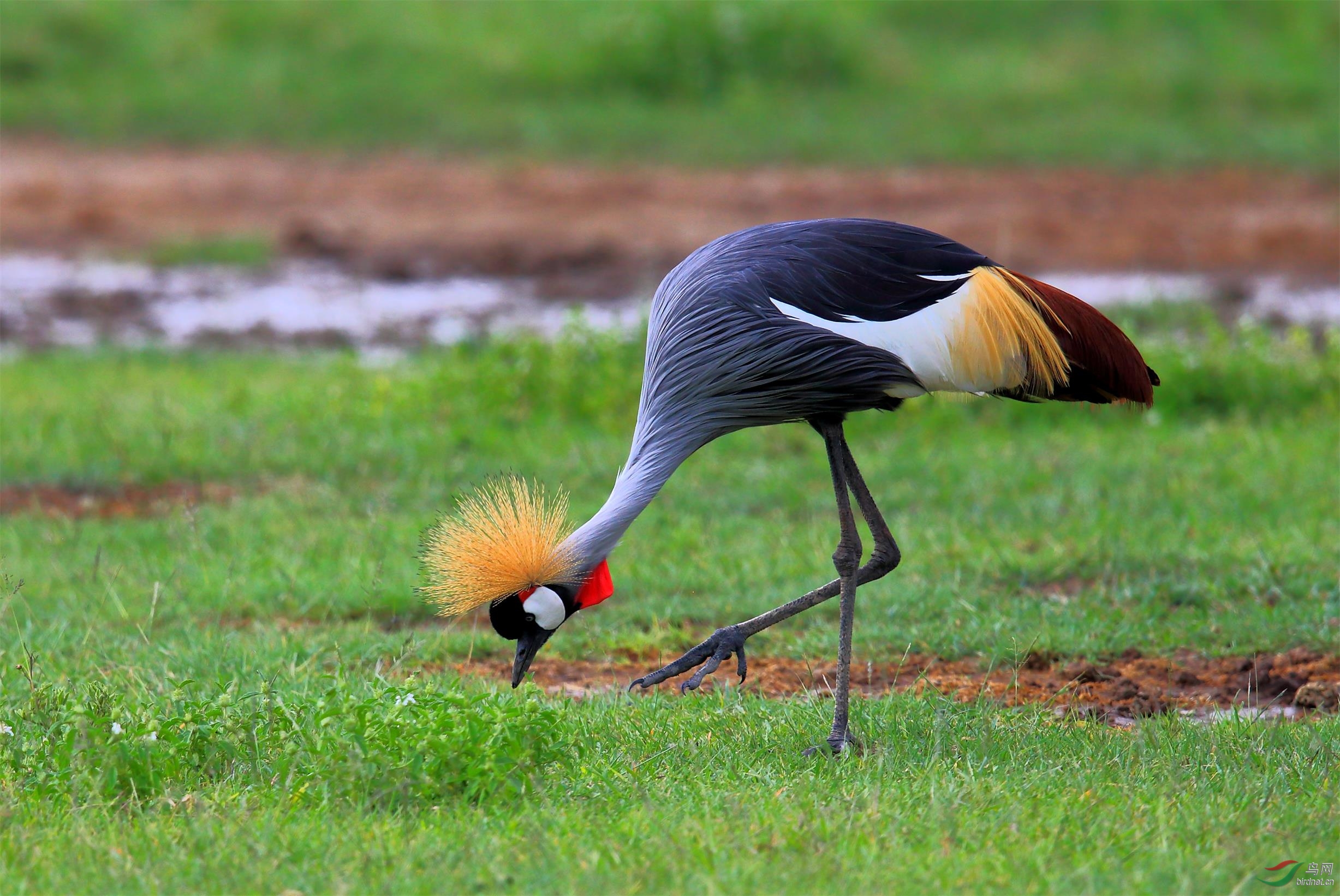 漂亮的坦桑尼亚国鸟