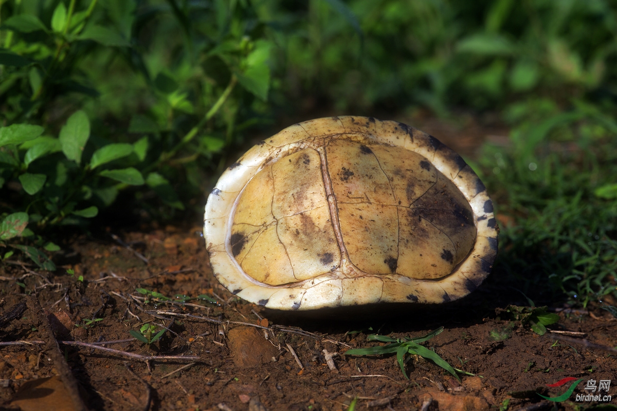 馬來閉殼龜 southeast asia box turtle (cuora amboinensis)