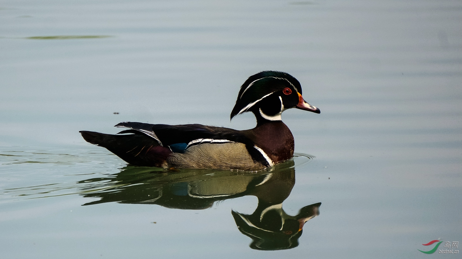 社区公园的木鸭