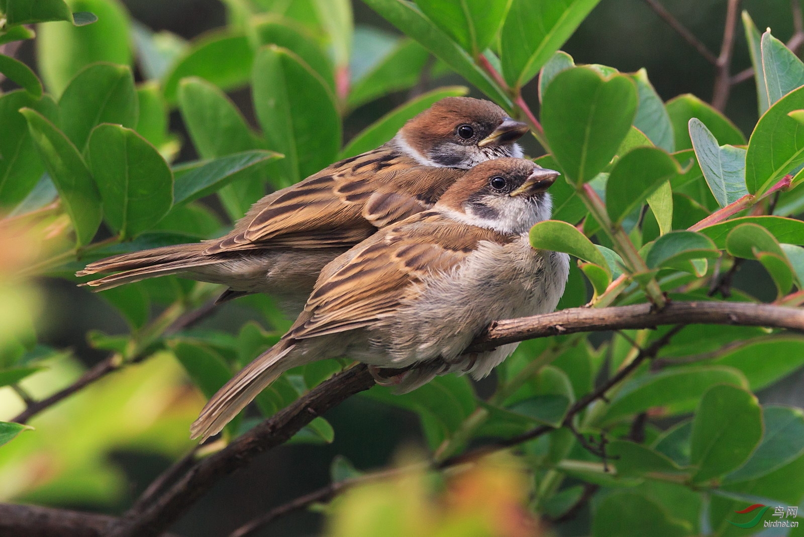 哥俩好------麻雀雏鸟出来晒太阳了!