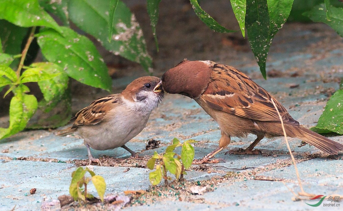 哺育-辛勤的麻雀妈妈(迟到的母亲节祝福)!