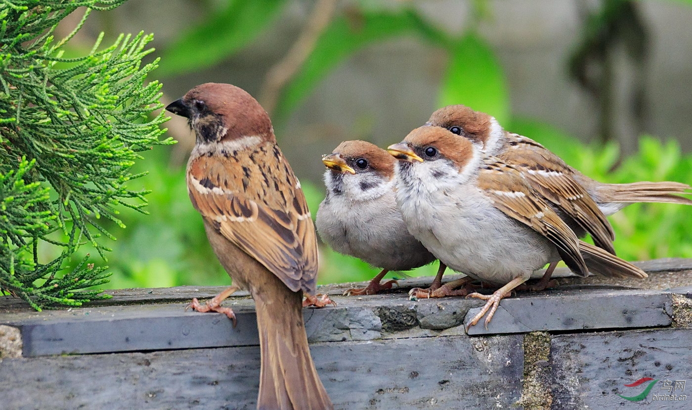 哺育-辛勤的麻雀妈妈(迟到的母亲节祝福)!