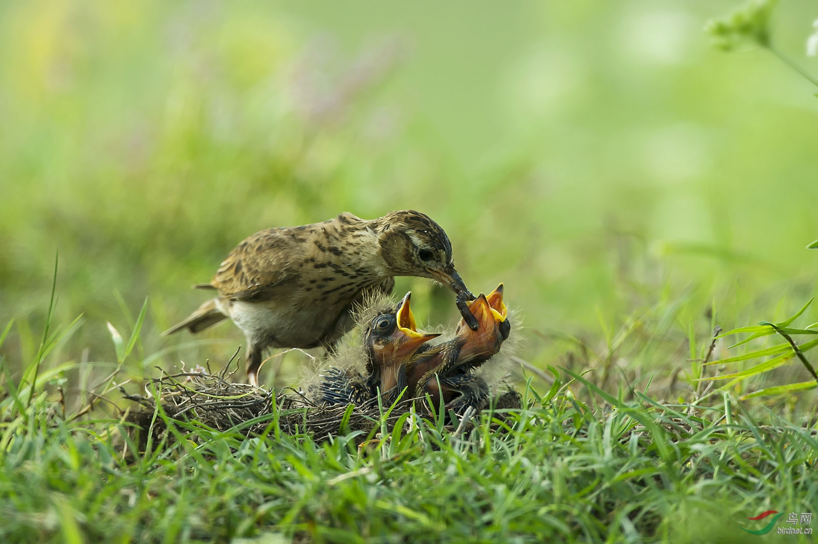 母亲节拍云雀母亲,为天下母亲唱赞歌