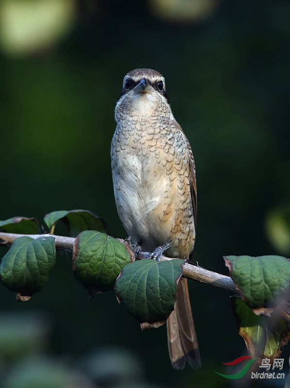 红尾伯劳(蜀) - 四川版 sichuan 鸟网