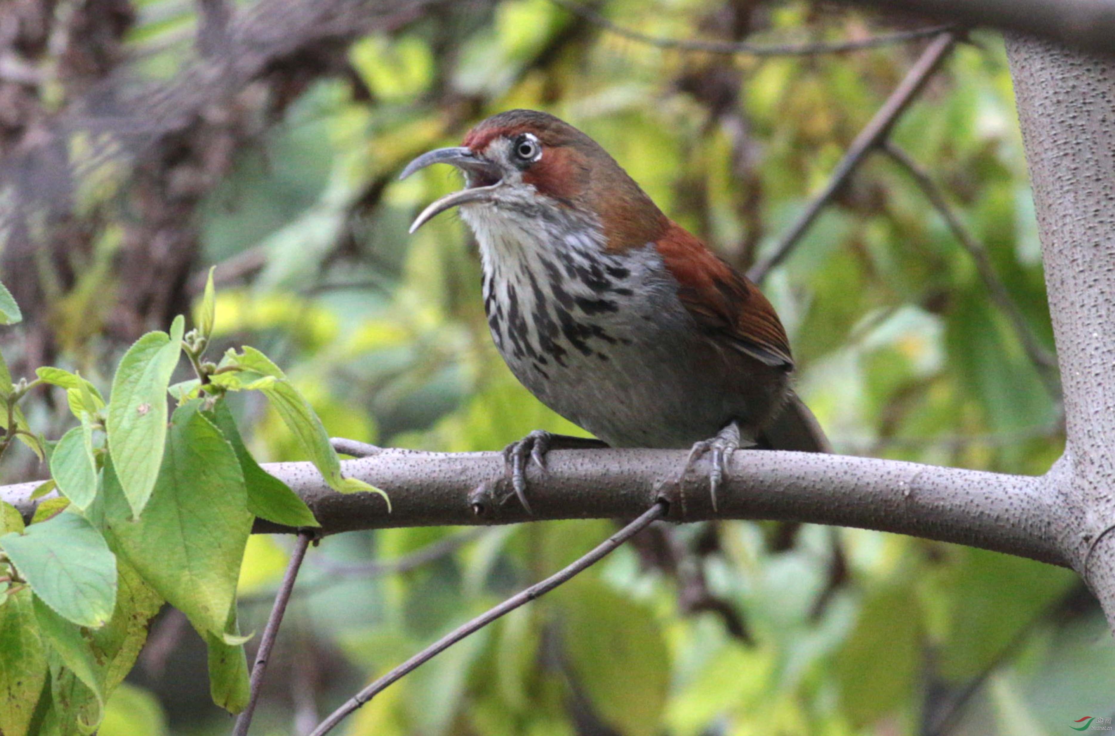 一组斑胸钩嘴鹛 - 福建版 fujian 鸟网