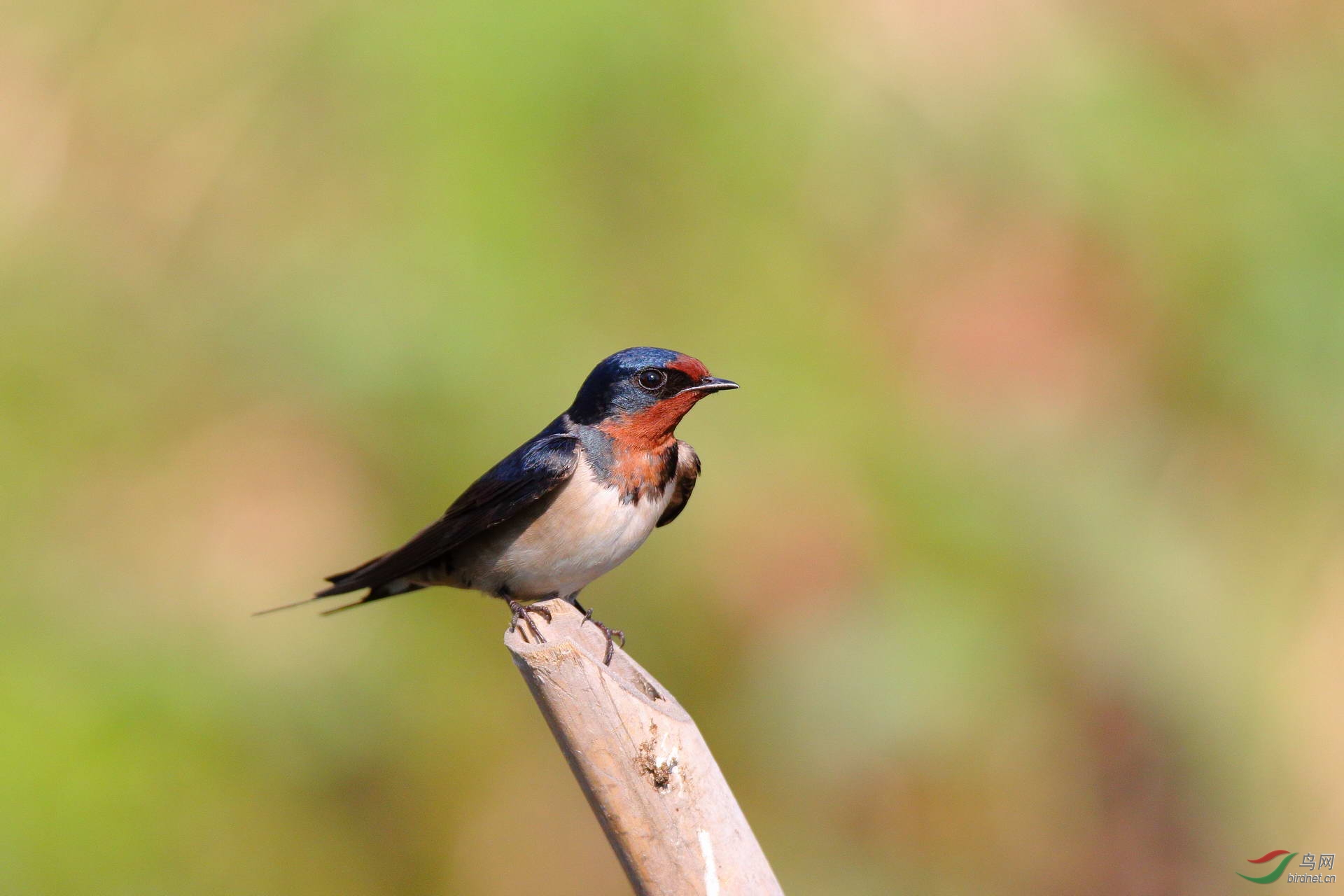 燕子(点击看高清大图)